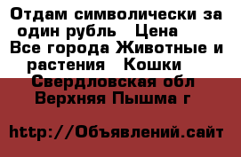Отдам символически за один рубль › Цена ­ 1 - Все города Животные и растения » Кошки   . Свердловская обл.,Верхняя Пышма г.
